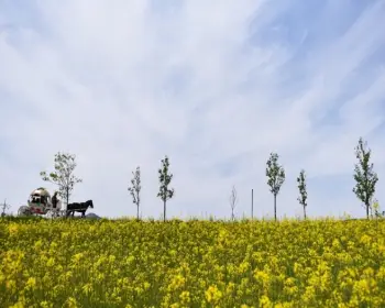 고창 청보리밭 축제_19