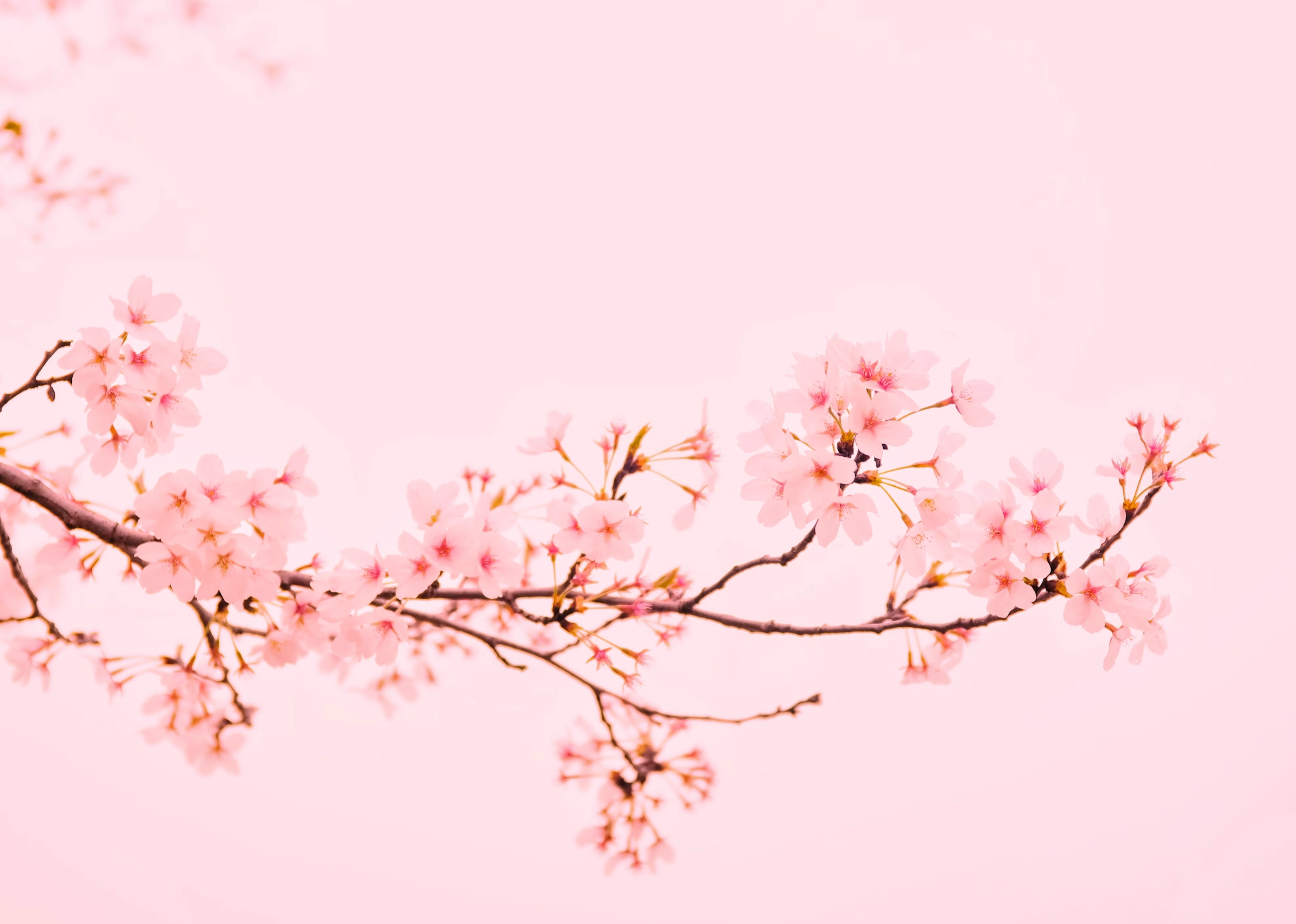 25년 벚꽃 개화시기