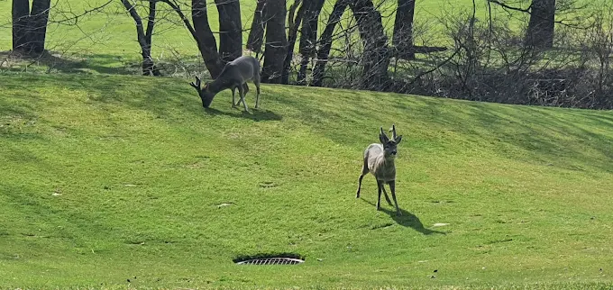 제주 라헨느 컨트리클럽 소개 및 이용방법