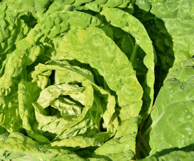 가격 비교, 괴산 절임배추 20kg 직거래로 최저가 예약 1