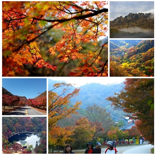 내장산 케이블카 요금 및 시간