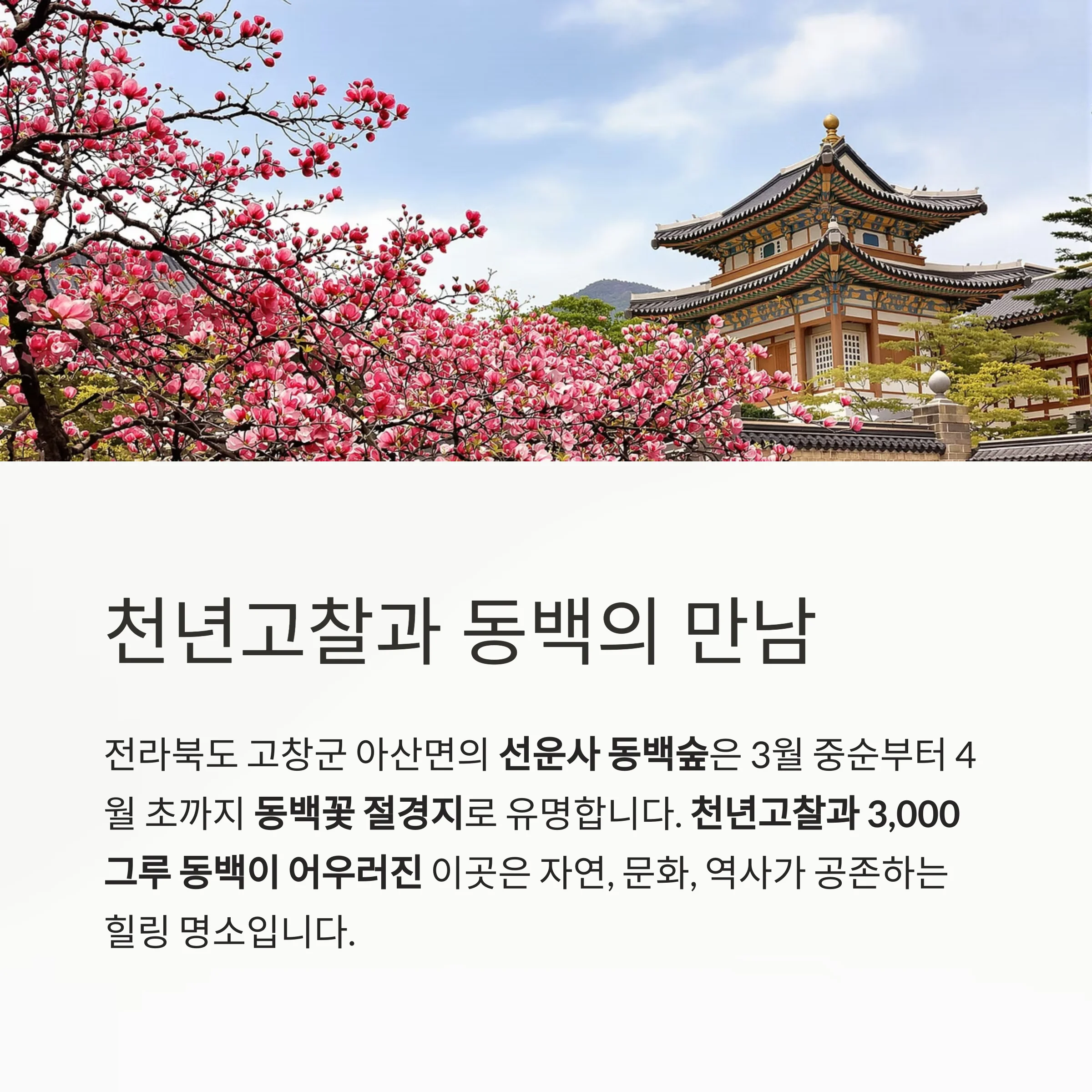 고창 선운사 동백꽃 명소