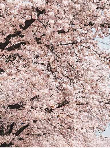 2025 여의도 벚꽃축제 일정