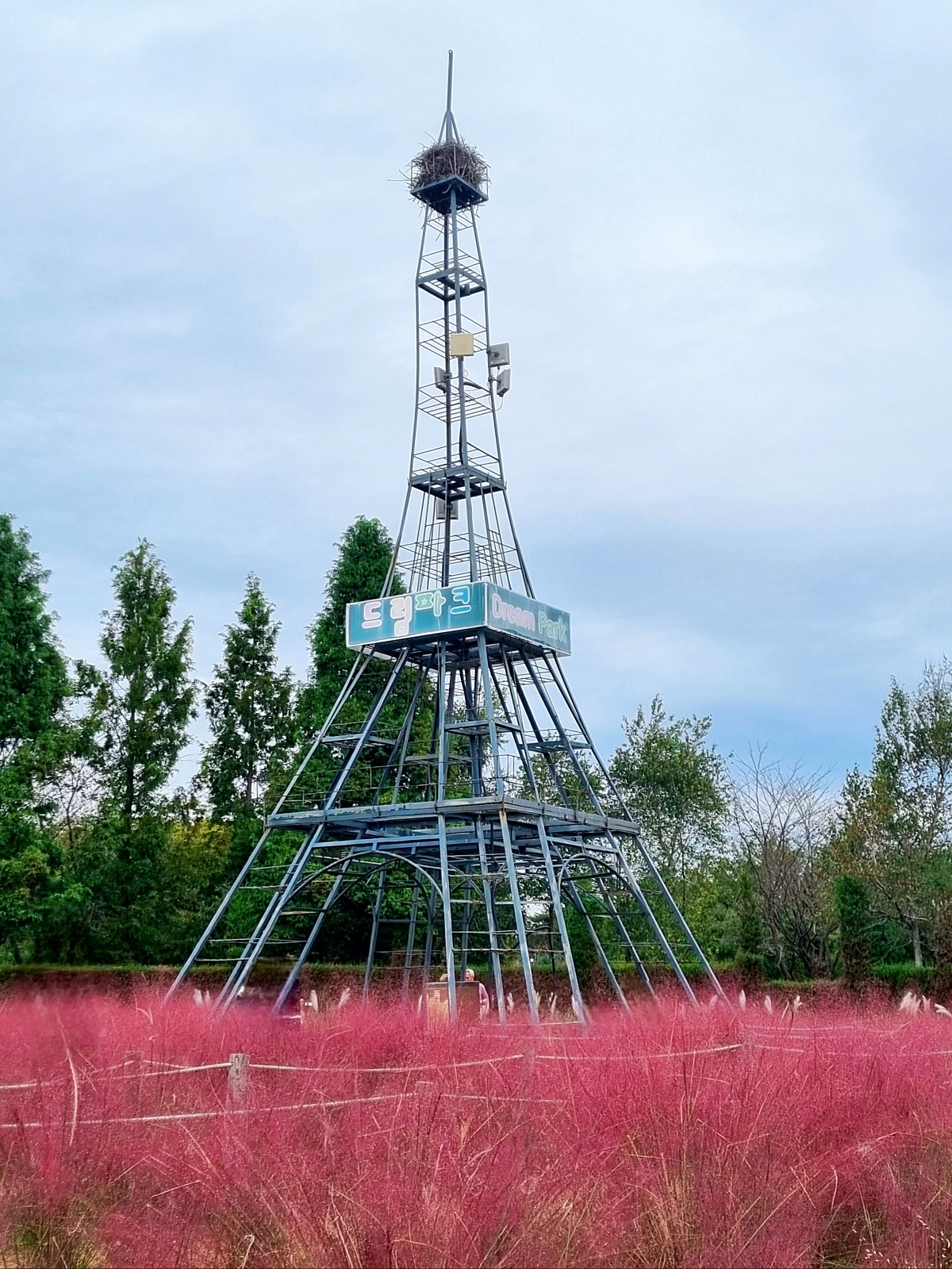 핑크뮬리부터 은행나무길까지, 드림파크 야생화공원 가을 축제와 산책