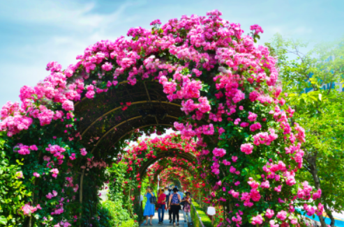 서울 장미축제 일정