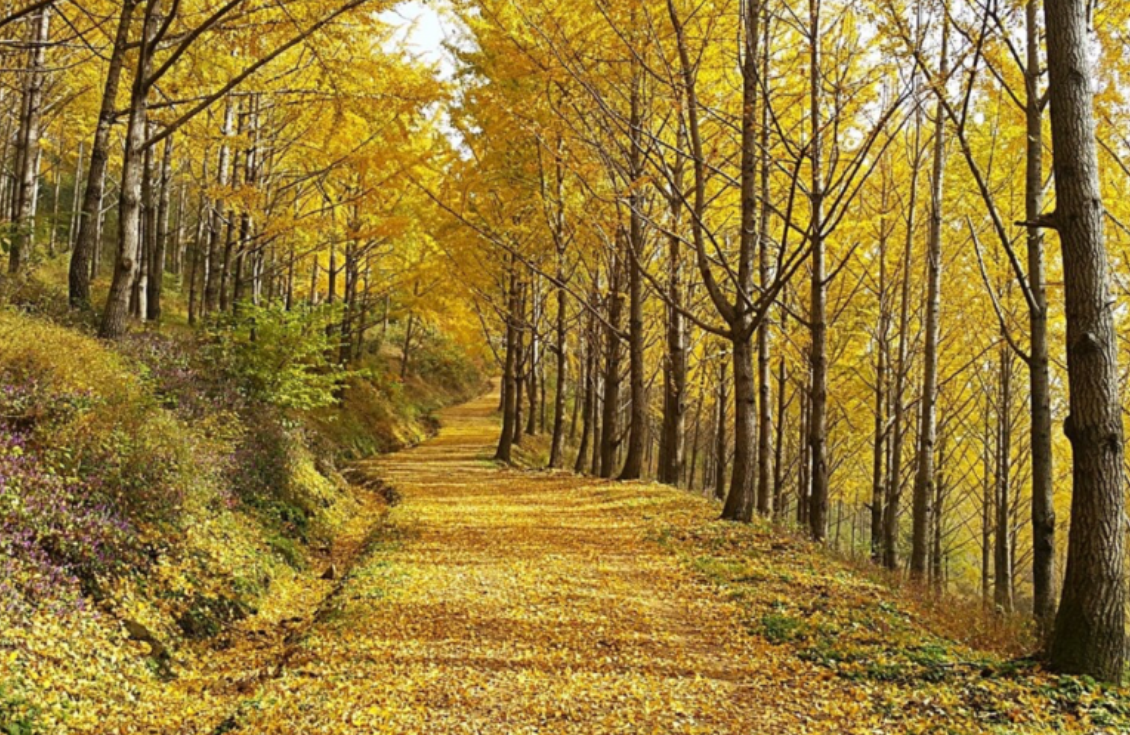 에버랜드 비밀의 은행나무숲