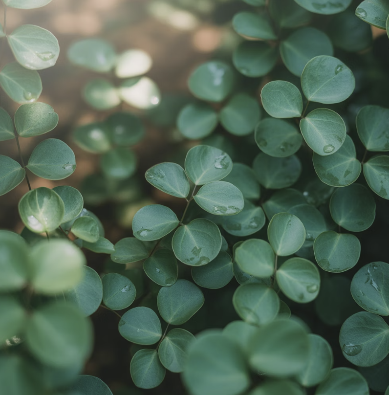 '콩란'이라는 아름다운 오해