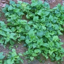 취나물 효능 부작용 칼로리 고르는법