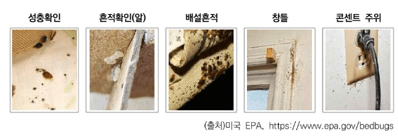 빈대 물린 자국 퇴치제