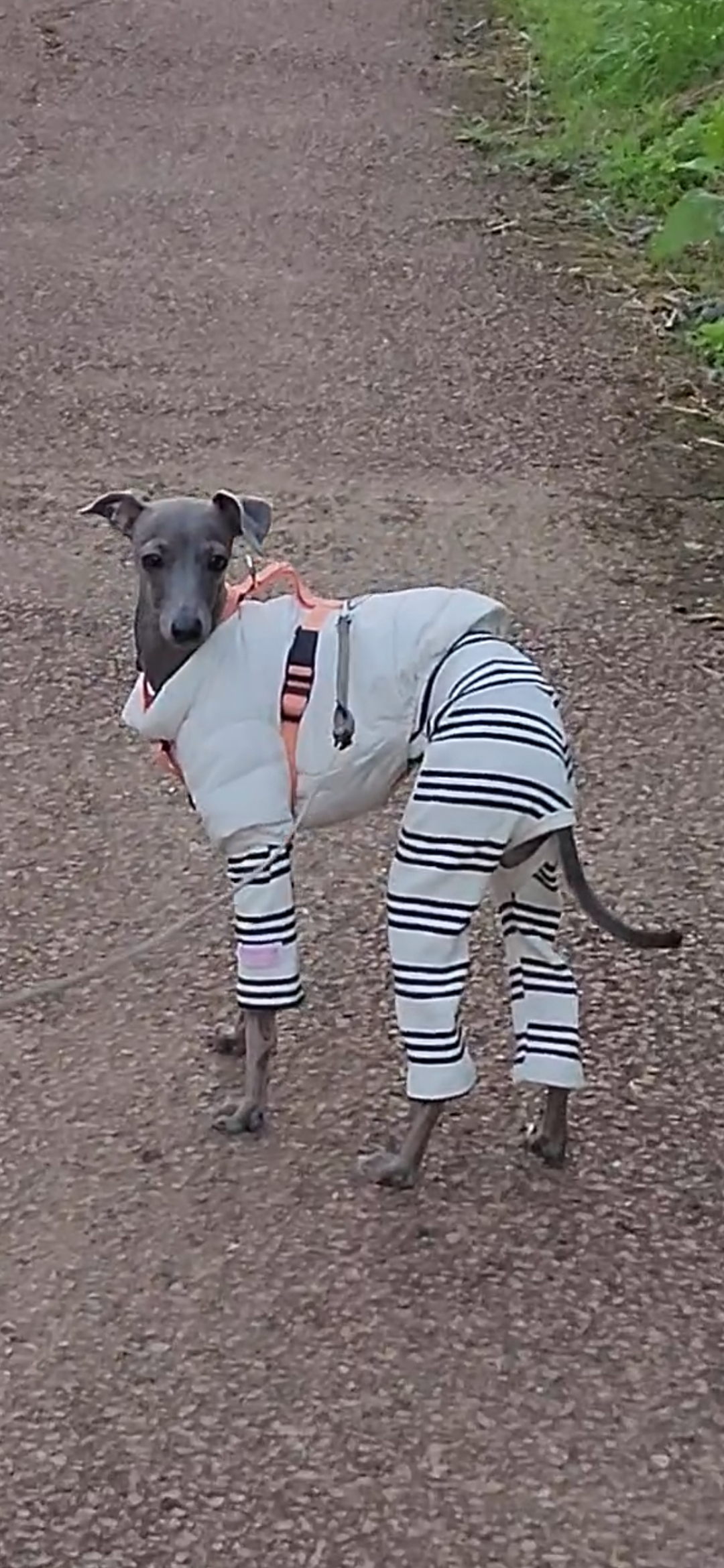 패셔니스타 코코