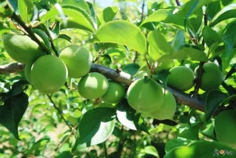 매실 수확 시기 매실장아찌 매실청 매실주 담그는 법_24