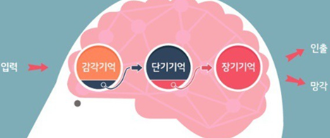 뇌에서 기억을 하는 과정