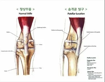 강아지 슬개골 탈구 수술 후유증_8