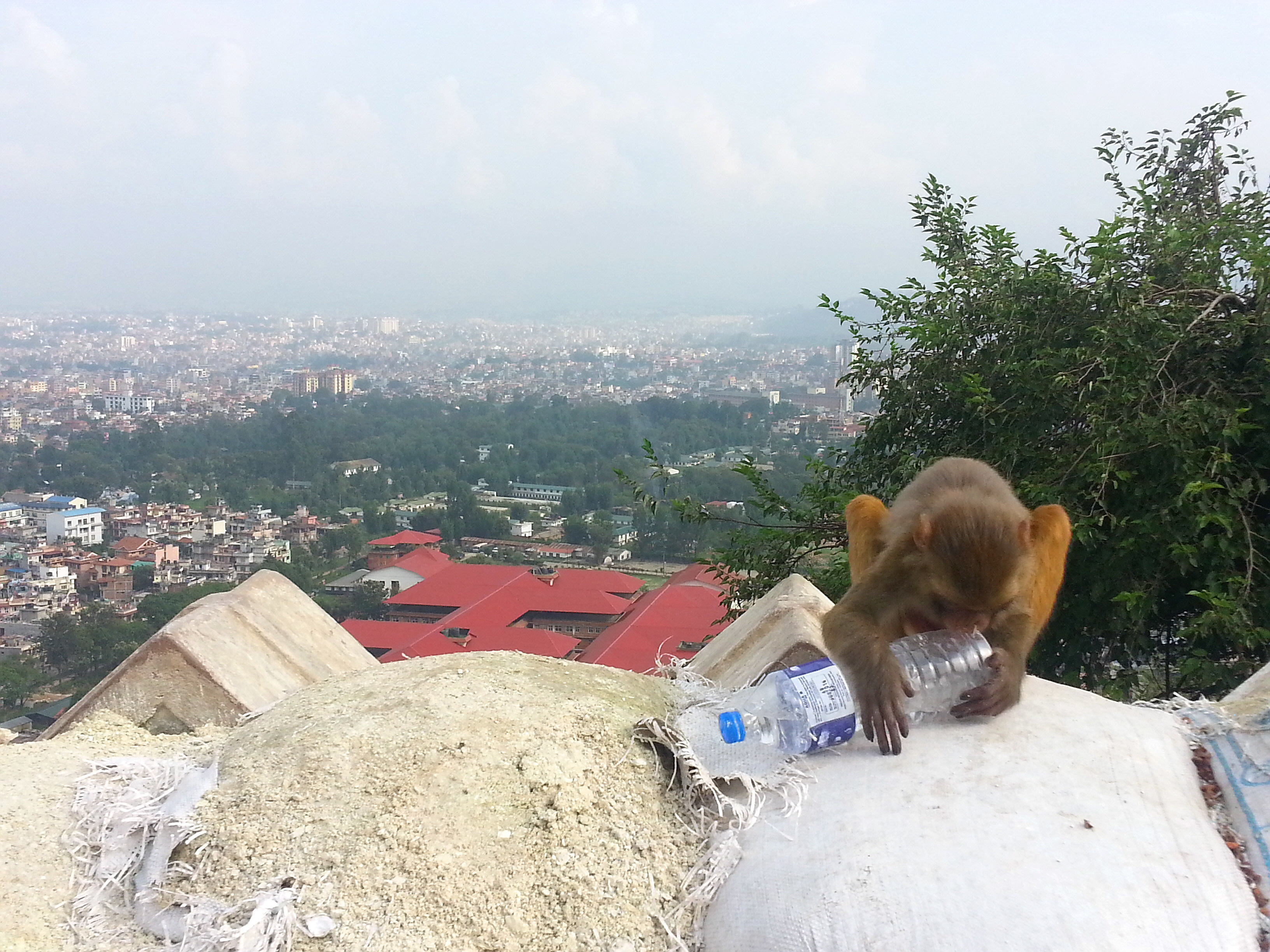 물병가지고 노는 원숭이