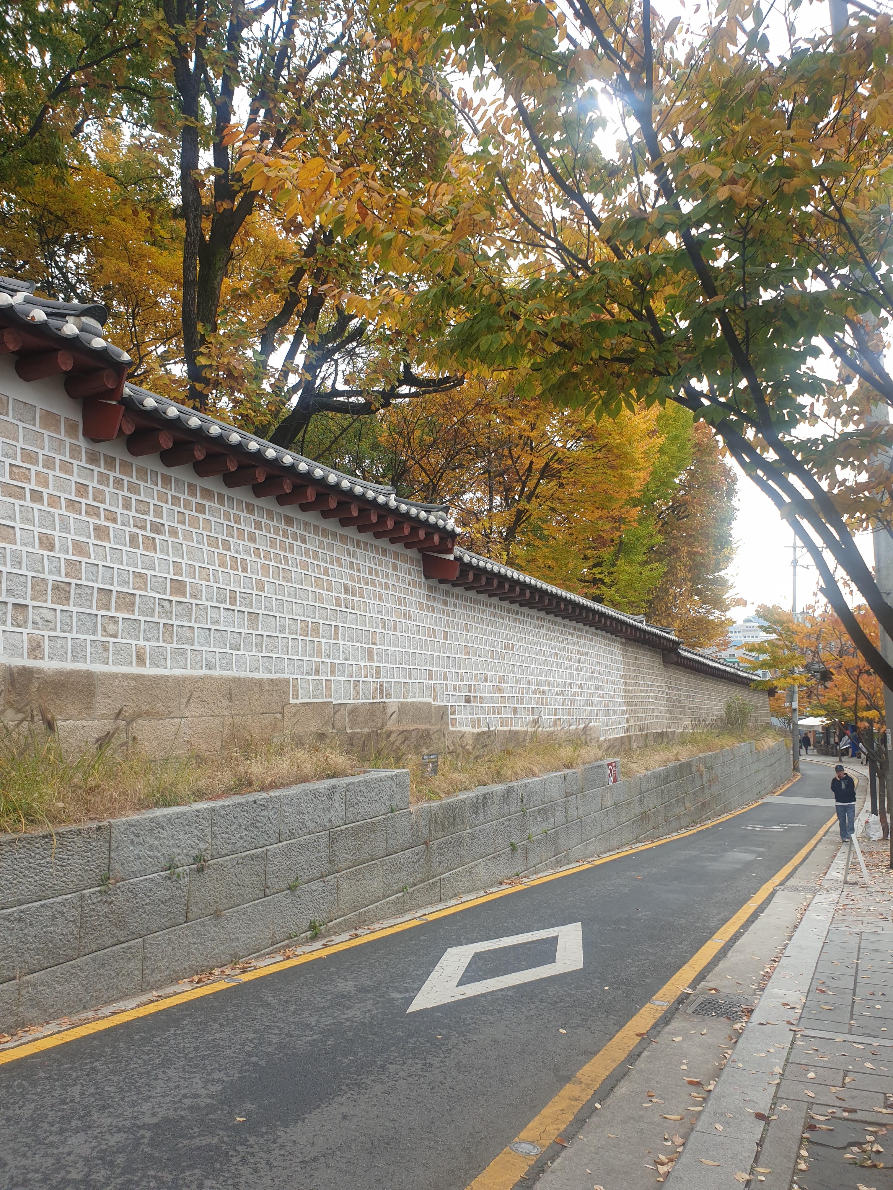 종묘 담장 너머 울창한 은행나무 단풍 사진