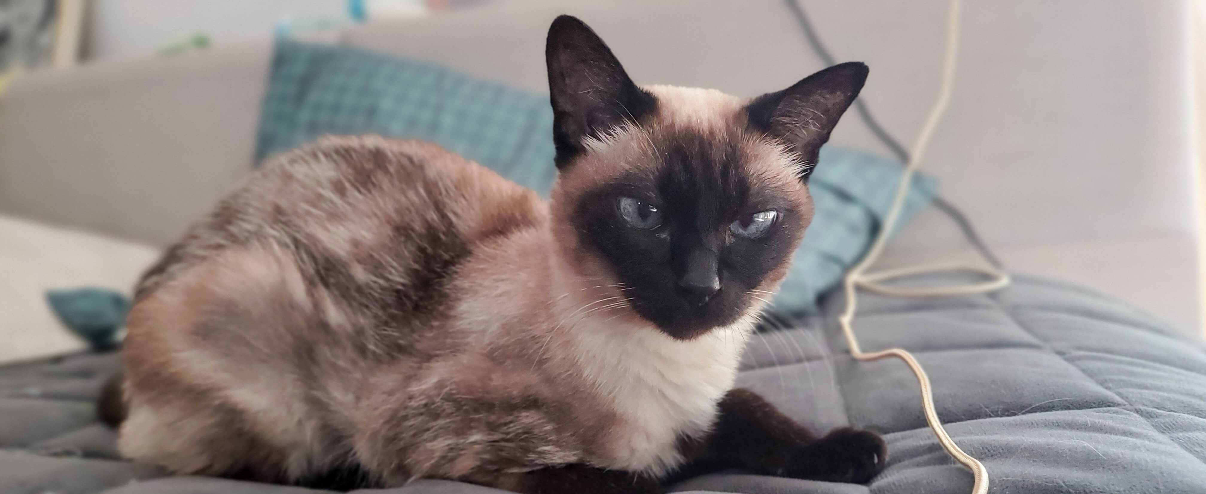 노령 고양이 만성 신부전, 약물 치료와 보조 요법