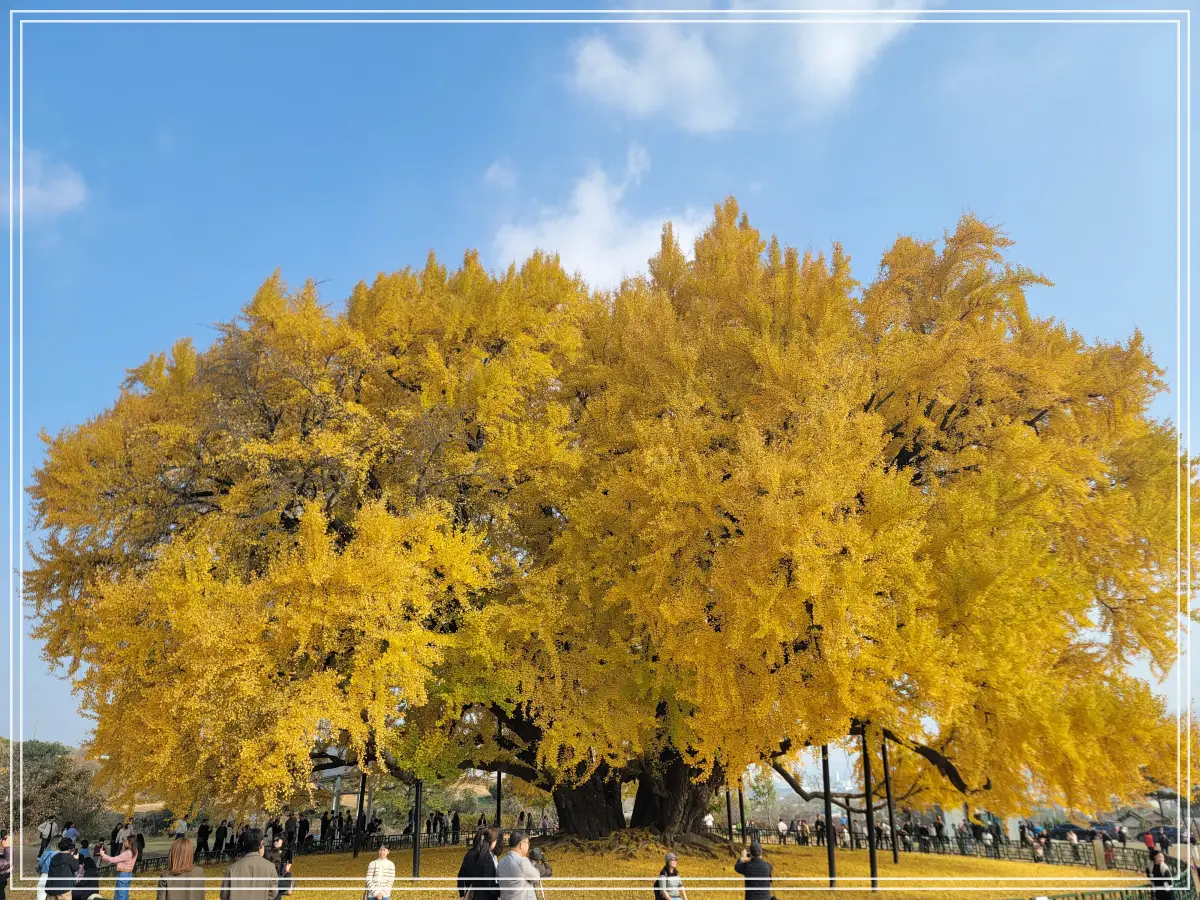 반계리-은행나무-서쪽-줌아웃
