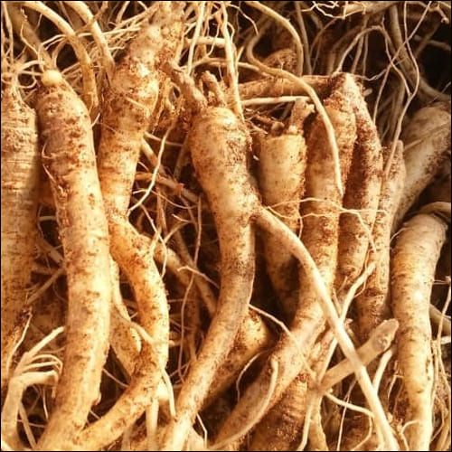 흙이 묻은 도라지