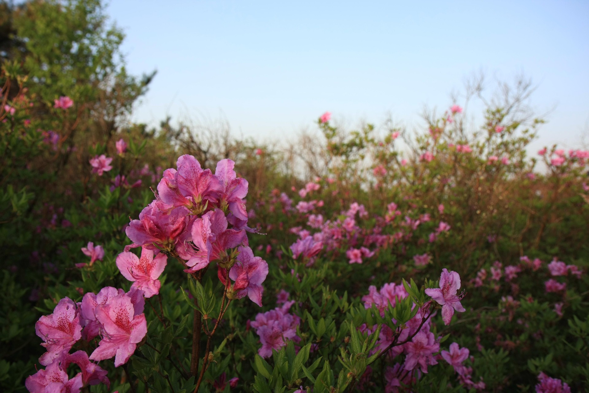 산청황매산철쭉제