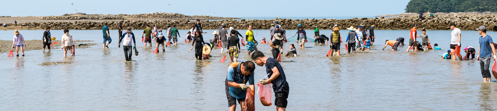 무창포 갯벌에서 맨손 고기잡기 체험을하는 사람들 모습