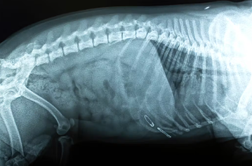 개가 잘못 먹거나 잘못 먹었을 때는 경과관찰을 한다.