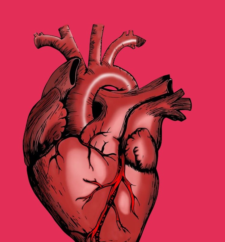 심장이미지