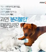 강아지 분리불안 훈련법