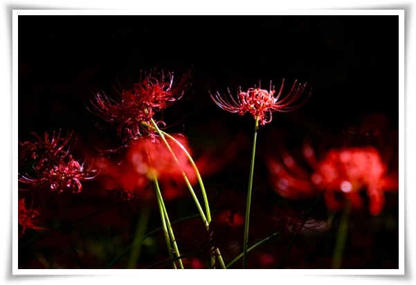 화초 "꽃무릇" 잎 없는 꽃, 가을 정원의 매혹적인 붉은 여왕!