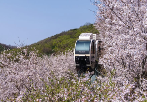 화담숲 봄 벚꽃 모노레일 풍경