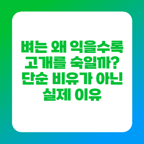 벼는 왜 익을수록 고개를 숙일까 단순 비유가 아닌 실제 이유