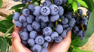 블루베리이미지