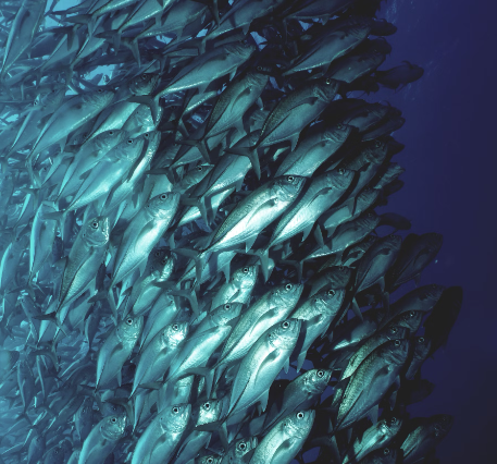 눈에 나쁜 음식