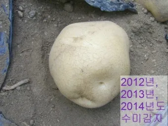 감자 재배 달력 파종 북주기 역병 관리 수확 및 저장_17