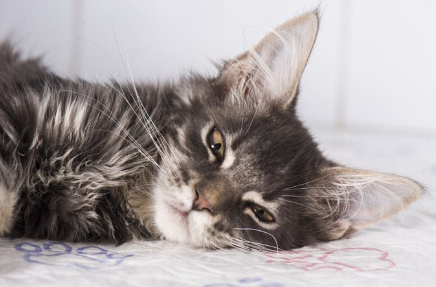 누워있는 고양이.