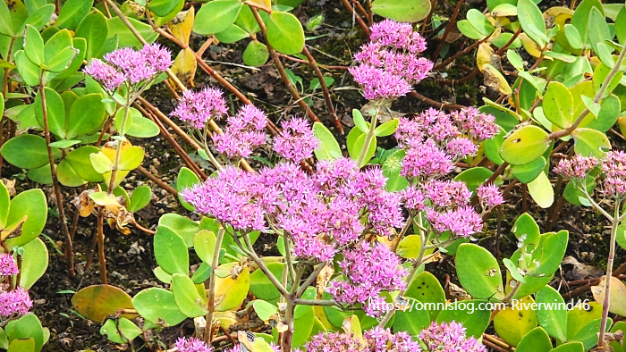 큰 꿩의비름, 경천(敬天), Hylotelephium spectabile