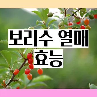 보리수 열매 부작용 증상 효능 관련 정보 총정리_20