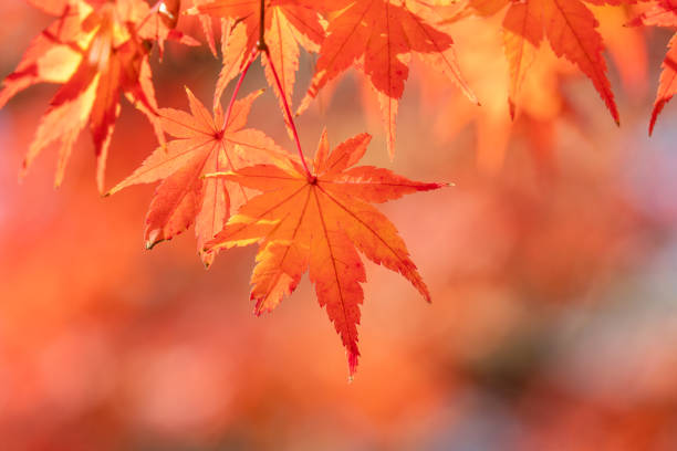 단풍여행 추천지