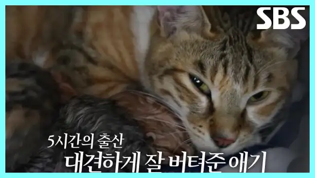 동물농장 재방송 시간 다시보기