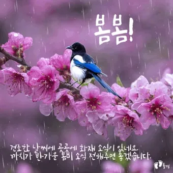 봄비 인사말 이미지 비오는날 일러스트_2