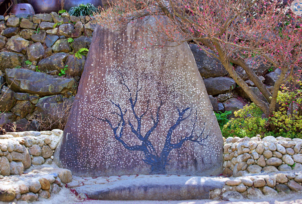 홍싸리 매실家 석포 앞