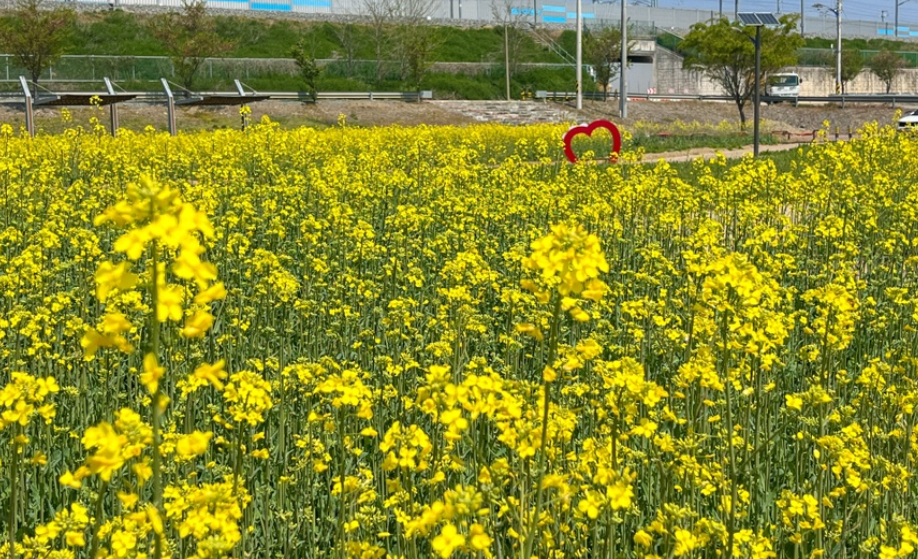 경북 유채꽃 명소 피는 시기