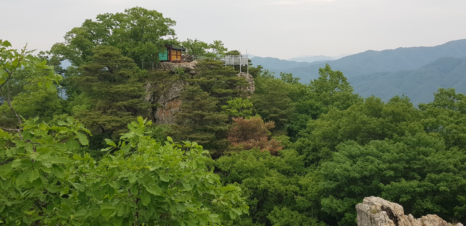 소나무