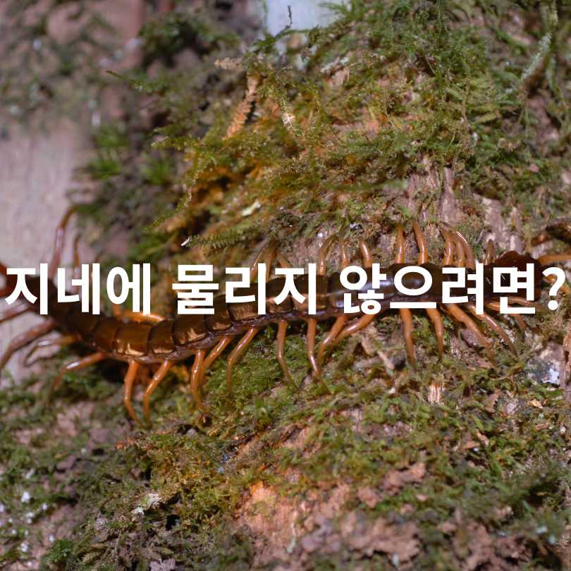 지네에 물리면 증상부터 치료까지, 꼭 알아야 할 응급 대처법