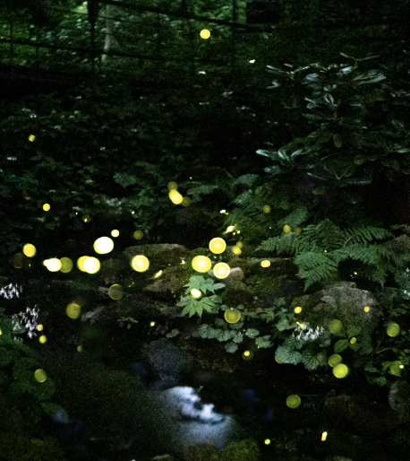 벚꽃 개화시기 2024 축제 명소