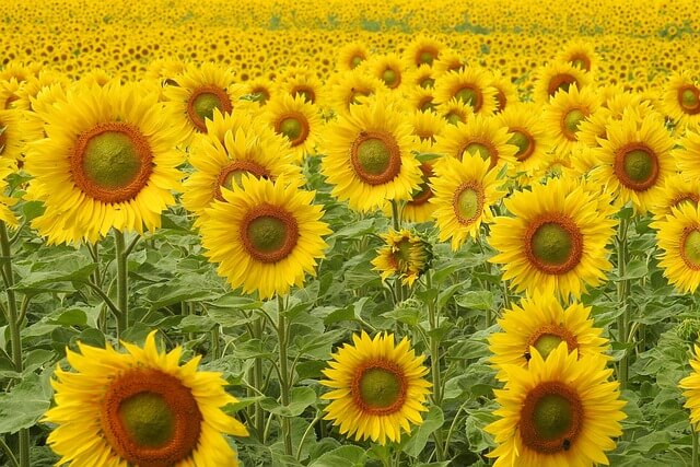태백 해바라기 축제