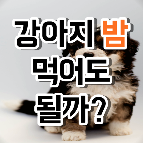 강아지 밤 먹어도되나요