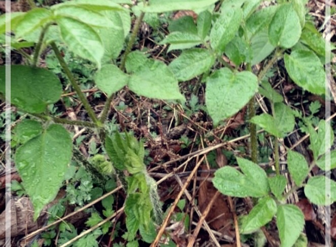 독활의 효능, 먹는법, 그리고 부작용에 관하여