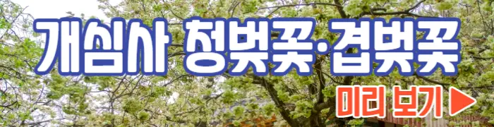 개심사 청벚꽃 개화시기 겹벚꽃 명소
