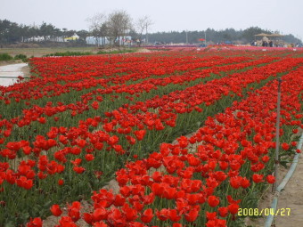신안 임자도 큘립축제