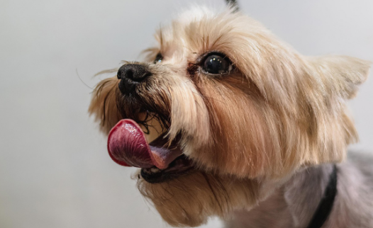 2026 반려동물 등록비 / 유기동물 입양비 지원금 안내 